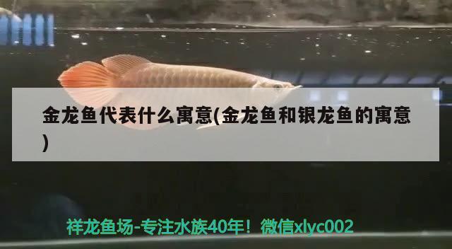 金龍魚代表什么寓意(金龍魚和銀龍魚的寓意) 銀龍魚