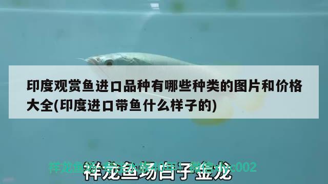 印度觀賞魚進口品種有哪些種類的圖片和價格大全(印度進口帶魚什么樣子的) 觀賞魚進出口