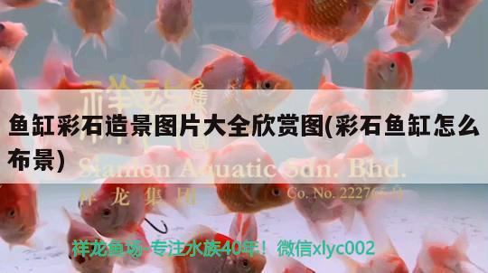 魚缸彩石造景圖片大全欣賞圖(彩石魚缸怎么布景) 觀賞魚魚苗