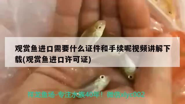 觀賞魚進(jìn)口需要什么證件和手續(xù)呢視頻講解下載(觀賞魚進(jìn)口許可證) 觀賞魚進(jìn)出口