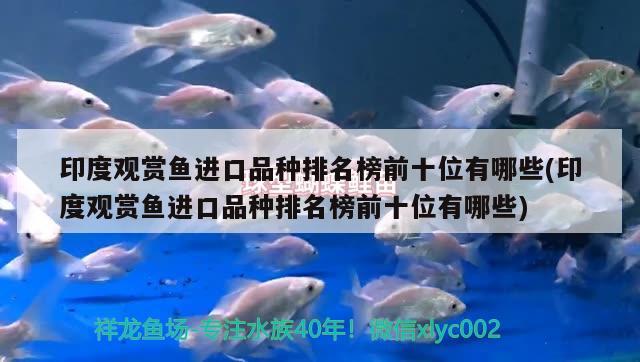 印度觀賞魚進口品種排名榜前十位有哪些(印度觀賞魚進口品種排名榜前十位有哪些) 觀賞魚進出口