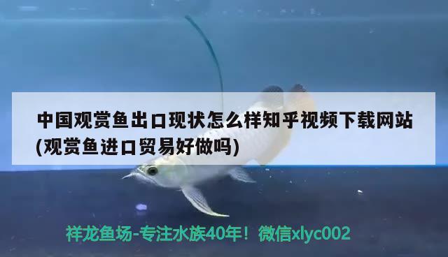 中國觀賞魚出口現(xiàn)狀怎么樣知乎視頻下載網(wǎng)站(觀賞魚進(jìn)口貿(mào)易好做嗎) 觀賞魚進(jìn)出口