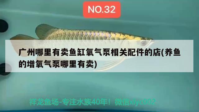 廣州哪里有賣魚缸氧氣泵相關(guān)配件的店(養(yǎng)魚的增氧氣泵哪里有賣)