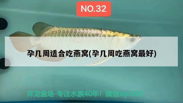 魚缸里可以隨便放石頭嗎圖片：魚缸里能放小石子嗎 馬拉莫寶石魚