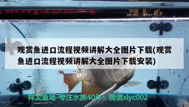 在水族箱里有些金魚為什么眼睛變白了，龍魚的嘴唇發(fā)白怎么回事