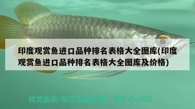 印度觀賞魚進口品種排名表格大全圖庫(印度觀賞魚進口品種排名表格大全圖庫及價格) 觀賞魚進出口