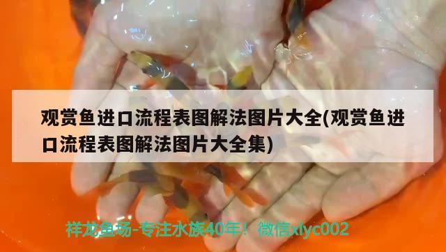 觀賞魚進(jìn)口流程表圖解法圖片大全(觀賞魚進(jìn)口流程表圖解法圖片大全集) 觀賞魚進(jìn)出口