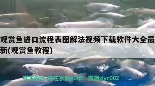 觀賞魚進(jìn)口流程表圖解法視頻下載軟件大全最新(觀賞魚教程) 觀賞魚進(jìn)出口