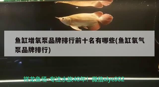 魚缸增氧泵品牌排行前十名有哪些(魚缸氧氣泵品牌排行) 埃及神仙魚