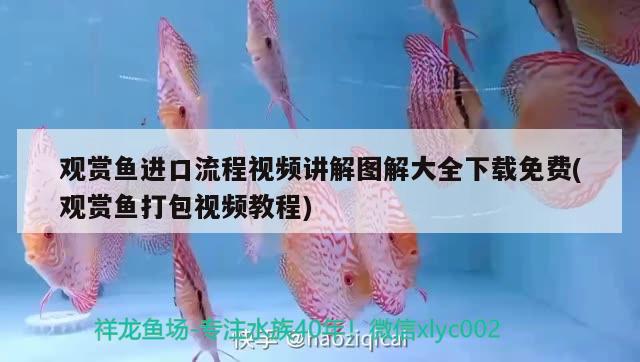 觀賞魚(yú)進(jìn)口流程視頻講解圖解大全下載免費(fèi)(觀賞魚(yú)打包視頻教程) 觀賞魚(yú)進(jìn)出口