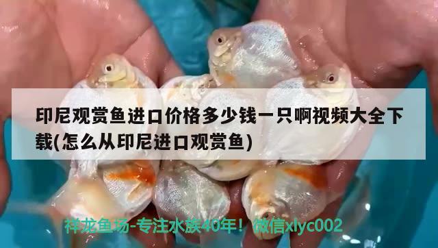 印尼觀賞魚進(jìn)口價(jià)格多少錢一只啊視頻大全下載(怎么從印尼進(jìn)口觀賞魚) 觀賞魚進(jìn)出口