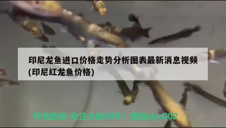 印尼龍魚進口價格走勢分析圖表最新消息視頻(印尼紅龍魚價格) 紅龍魚百科