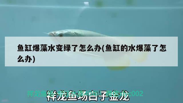 魚缸爆藻水變綠了怎么辦(魚缸的水爆藻了怎么辦) 紅龍福龍魚