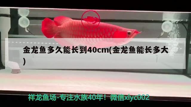 金龍魚多久能長(zhǎng)到40cm(金龍魚能長(zhǎng)多大) 綠皮辣椒小紅龍