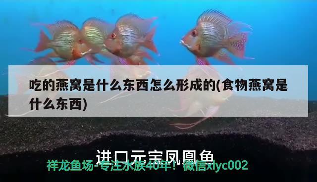 吃的燕窩是什么東西怎么形成的(食物燕窩是什么東西) 馬來(lái)西亞燕窩 第3張