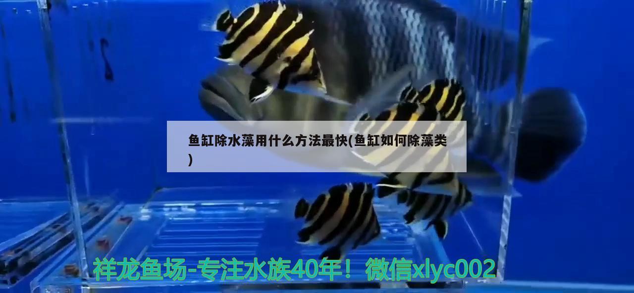 魚缸除水藻用什么方法最快(魚缸如何除藻類) 其他益生菌