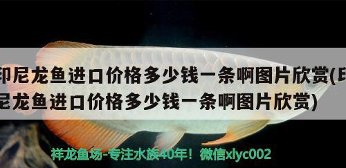 印尼龍魚進(jìn)口價(jià)格多少錢一條啊圖片欣賞(印尼龍魚進(jìn)口價(jià)格多少錢一條啊圖片欣賞)