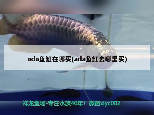 ada魚缸在哪買(ada魚缸去哪里買) 帝王血鉆魚