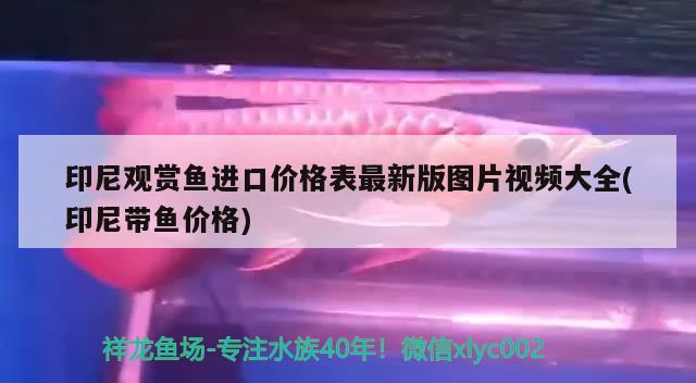 燕窩的功效和食用方法視頻講解(燕窩的功效和食用方法視頻講解大全) 馬來西亞燕窩