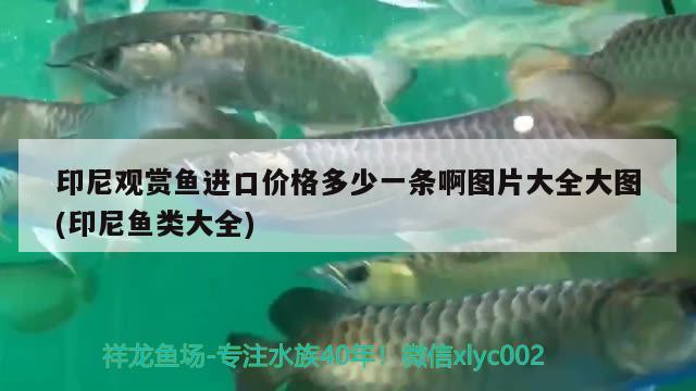 印尼觀賞魚進(jìn)口價格多少一條啊圖片大全大圖(印尼魚類大全) 觀賞魚進(jìn)出口