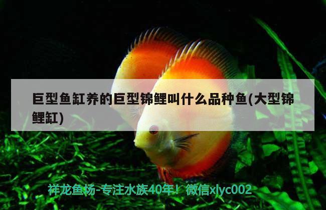 巨型魚缸養(yǎng)的巨型錦鯉叫什么品種魚(大型錦鯉缸) PH調(diào)節(jié)劑