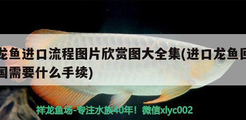 龍魚進口流程圖片欣賞圖大全集(進口龍魚回國需要什么手續(xù)) 觀賞魚進出口