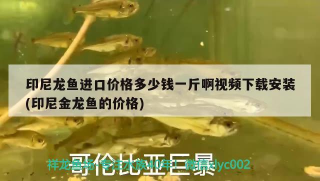 印尼龍魚(yú)進(jìn)口價(jià)格多少錢(qián)一斤啊視頻下載安裝(印尼金龍魚(yú)的價(jià)格) 觀賞魚(yú)進(jìn)出口