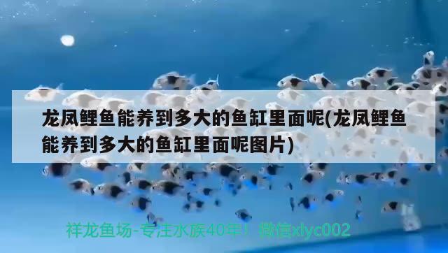 黃色雷龍魚的品種有哪些(中型雷龍魚有什么品種) 殺菌消毒設(shè)備 第2張