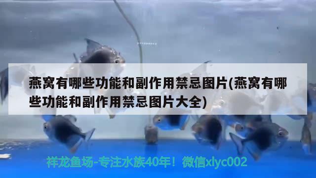 燕窩有哪些功能和副作用禁忌圖片(燕窩有哪些功能和副作用禁忌圖片大全) 馬來(lái)西亞燕窩