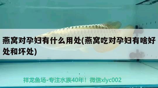 龍魚水溫多少度最好：龍魚水溫要多少度 觀賞魚市場(chǎng) 第3張