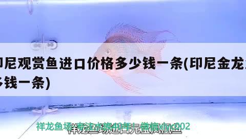 魚缸能養(yǎng)兩條黑魚嗎（魚缸養(yǎng)2條黑魚的風(fēng)水意義）