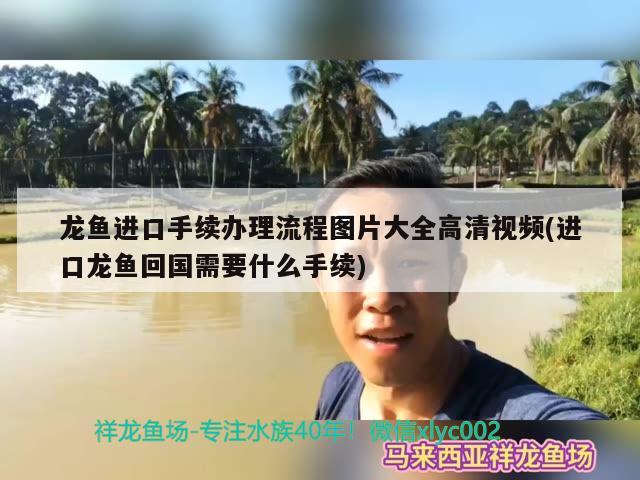 龍魚進口手續(xù)辦理流程圖片大全高清視頻(進口龍魚回國需要什么手續(xù)) 觀賞魚進出口 第1張