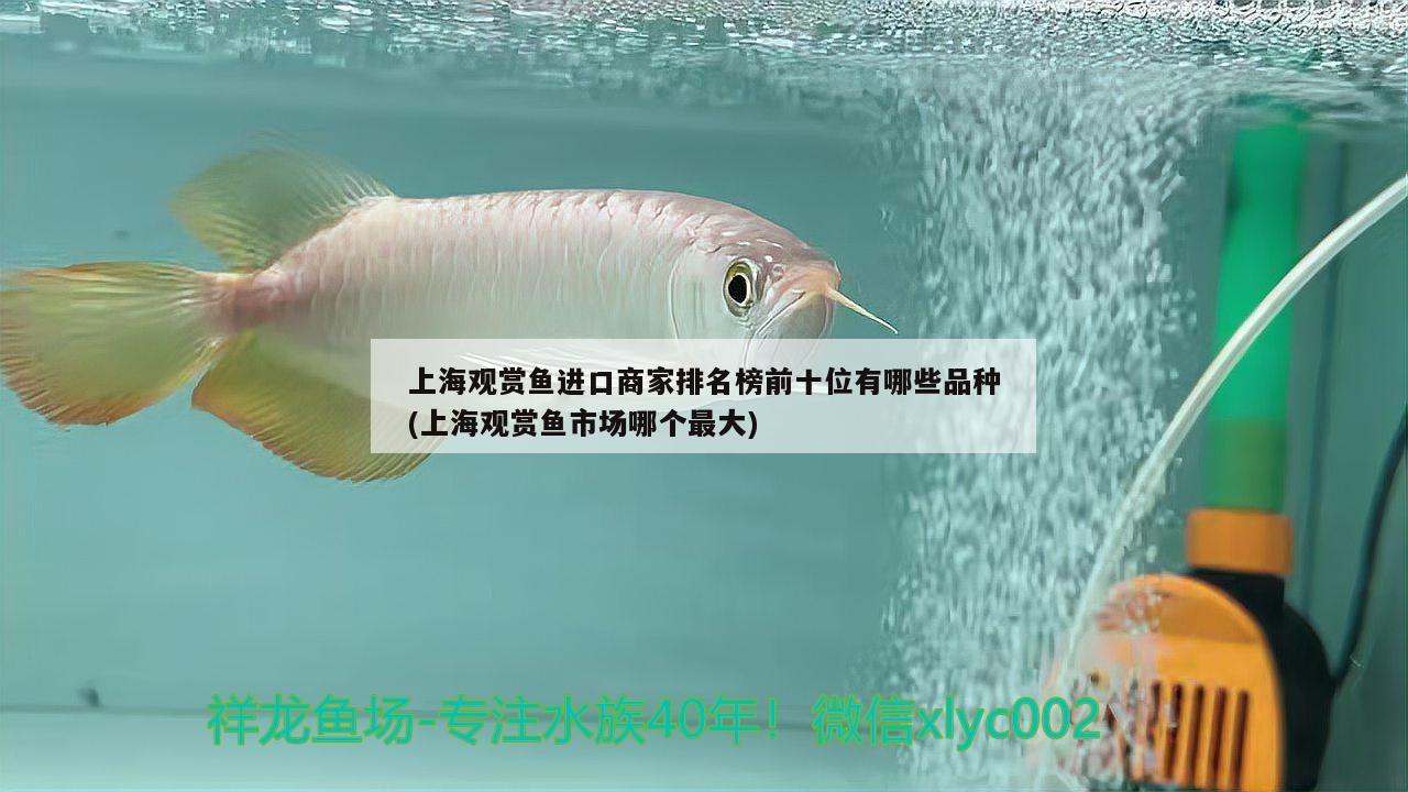 上海觀賞魚(yú)進(jìn)口商家排名榜前十位有哪些品種(上海觀賞魚(yú)市場(chǎng)哪個(gè)最大)