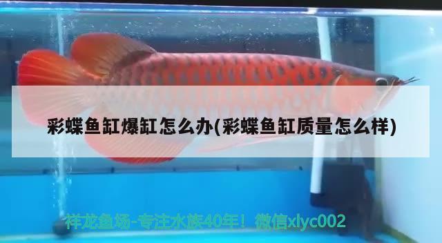 彩蝶魚缸爆缸怎么辦(彩蝶魚缸質(zhì)量怎么樣)