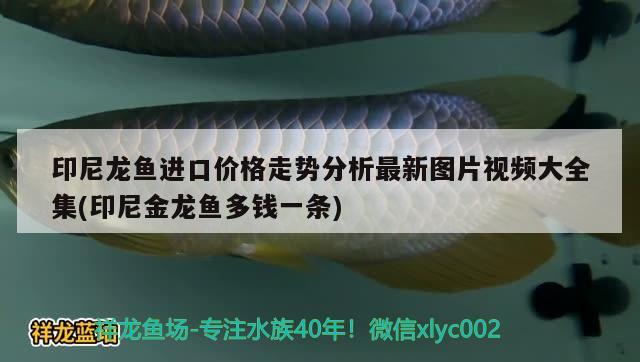 印尼龍魚進(jìn)口價格走勢分析最新圖片視頻大全集(印尼金龍魚多錢一條) 觀賞魚進(jìn)出口 第1張