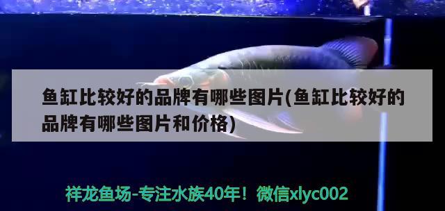 魚缸比較好的品牌有哪些圖片(魚缸比較好的品牌有哪些圖片和價(jià)格)