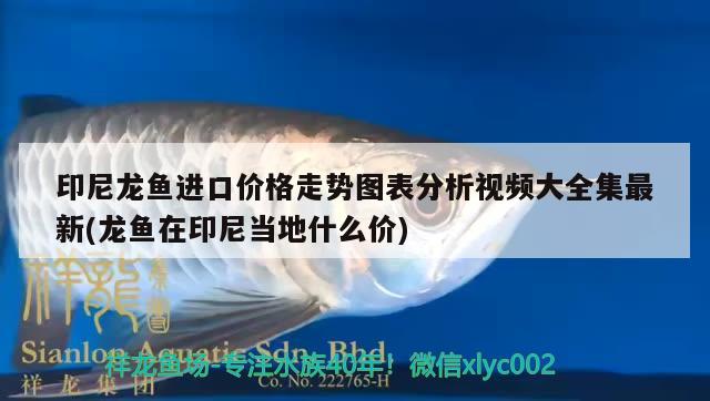 龍魚用什么燈光比較好看圖片，龍魚燈選擇 水族燈（魚缸燈） 第3張