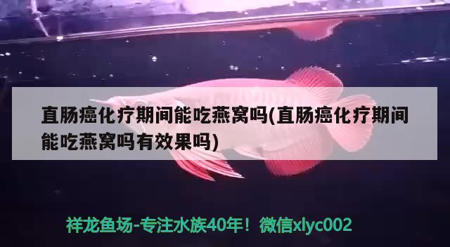 直腸癌化療期間能吃燕窩嗎(直腸癌化療期間能吃燕窩嗎有效果嗎) 馬來西亞燕窩