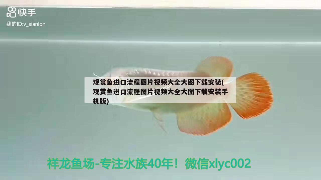 觀賞魚(yú)進(jìn)口流程圖片視頻大全大圖下載安裝(觀賞魚(yú)進(jìn)口流程圖片視頻大全大圖下載安裝手機(jī)版) 觀賞魚(yú)進(jìn)出口