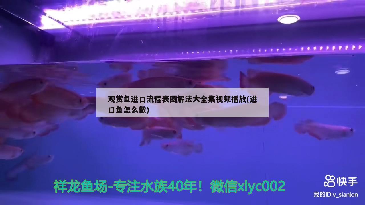 觀賞魚進口流程表圖解法大全集視頻播放(進口魚怎么做) 觀賞魚進出口