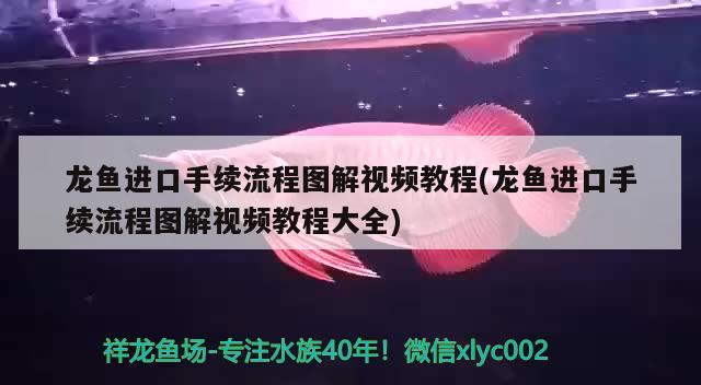 龍魚進口手續(xù)流程圖解視頻教程(龍魚進口手續(xù)流程圖解視頻教程大全) 觀賞魚進出口