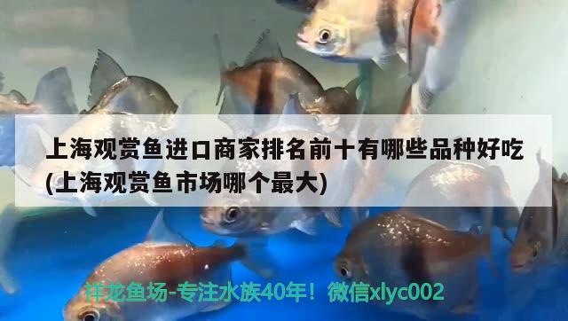 上海觀賞魚進口商家排名前十有哪些品種好吃(上海觀賞魚市場哪個最大) 觀賞魚進出口