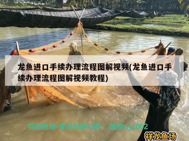 龍魚進(jìn)口手續(xù)辦理流程圖解視頻(龍魚進(jìn)口手續(xù)辦理流程圖解視頻教程)