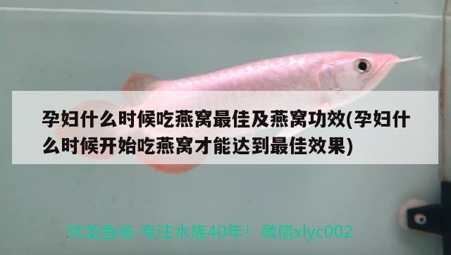 家庭觀賞魚品種有哪些：家庭觀賞魚品種有哪些圖片 廣州水族批發(fā)市場 第3張