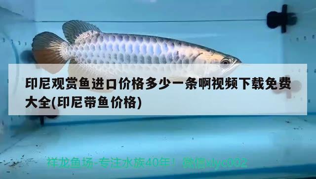 印尼觀賞魚進(jìn)口價(jià)格多少一條啊視頻下載免費(fèi)大全(印尼帶魚價(jià)格)