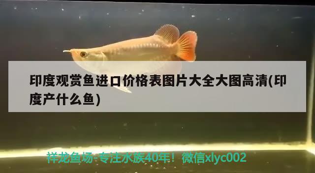 印度觀賞魚(yú)進(jìn)口價(jià)格表圖片大全大圖高清(印度產(chǎn)什么魚(yú))