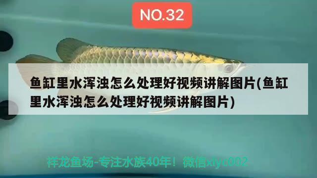 魚缸里水渾濁怎么處理好視頻講解圖片(魚缸里水渾濁怎么處理好視頻講解圖片) 金龍魚百科