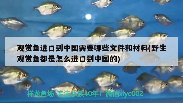 觀賞魚進口到中國需要哪些文件和材料(野生觀賞魚都是怎么進口到中國的) 觀賞魚進出口