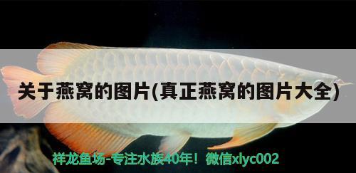 江蘇泰州金龍魚工廠在哪里?。ńK泰州金龍魚工廠在哪里啊電話）