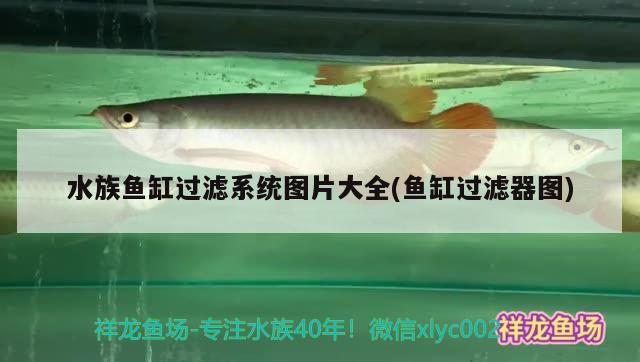 中山觀賞魚交流群微信公眾號(hào)叫什么：觀賞魚led燈價(jià)格要多少 養(yǎng)魚的好處 第2張